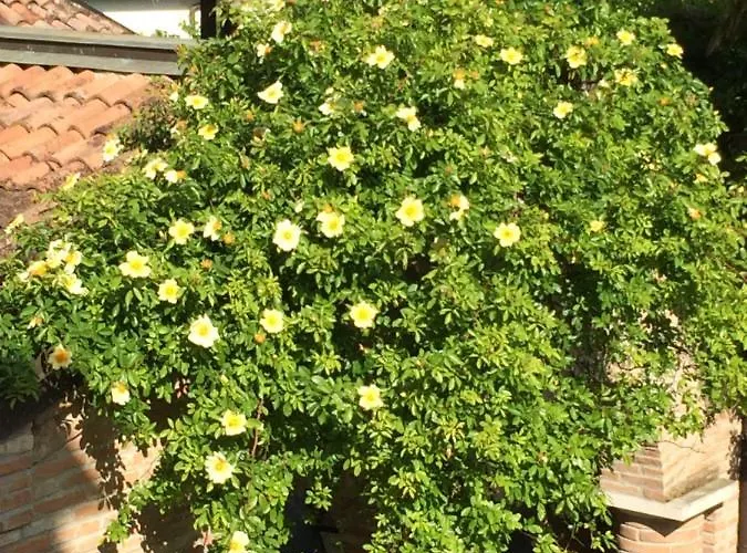 Dama Estense 3* Copparo